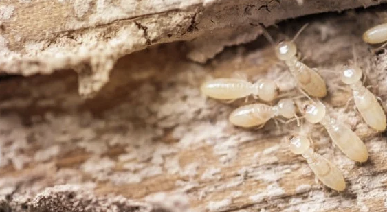 Mengapa Jasa Anti Rayap Penting untuk Perlindungan Bangunan
